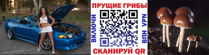 Галлюциногенные грибы Cubensis  как найти наркотики  Чулым 